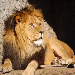 Safari Spot the Difference app icon