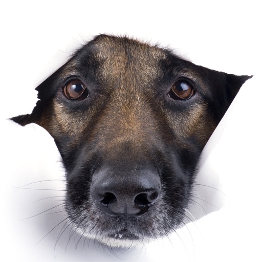 German Shepherd Match Icon