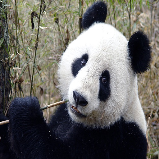 Giant Panda - China's National Symbol in Sounds