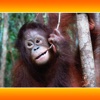 Orangutan Sounds