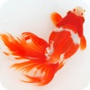 日本金魚図鑑 -Japanese goldfish-