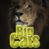 Big Cats Wallpapers