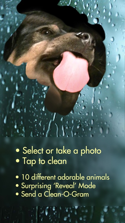 Clean My Screen — FREE Screen Cleaner with cute animals licking your face, one lick at a time