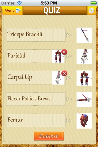 Anatomy Muscle and Bone: Visual Game & Dictionary screenshot 2