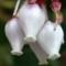 SGMPlants is a highly detailed interactive field guide to plants of the