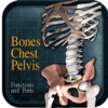 Bones Chest Pelvis