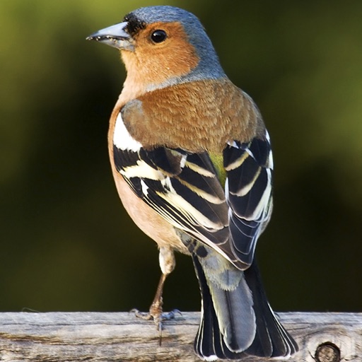 Bird Identifier