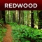 Exploring the amazing Redwood National Park has never been easier with Redwood Park