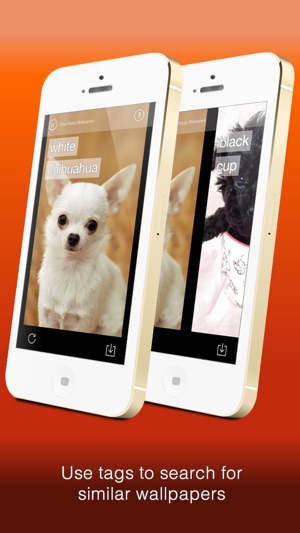 Wallfive HD Wallpapers - Cute Puppies(圖2)-速報App