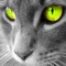 Cat Breeds Wallpapers Background HD - Home Screen and Wallpapers