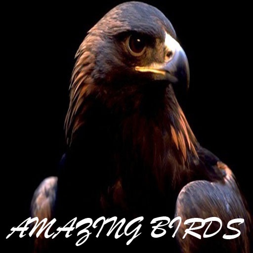 Amazing Birds