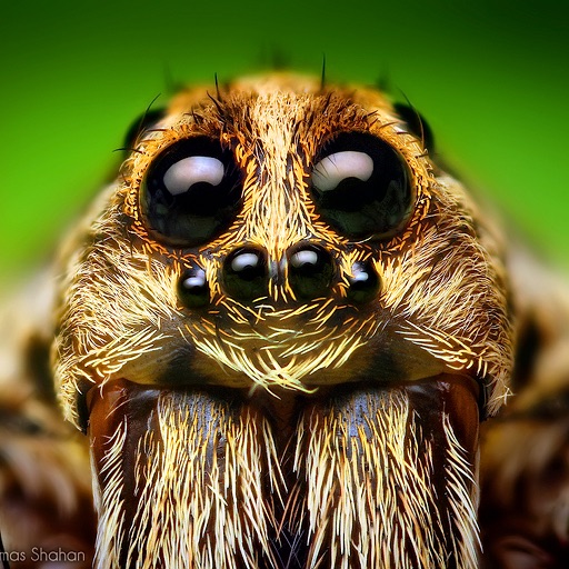 Bugs! - Incredible Macro Photography by Thomas Shahan icon