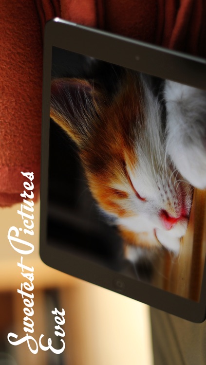 Cats™ screenshot-4