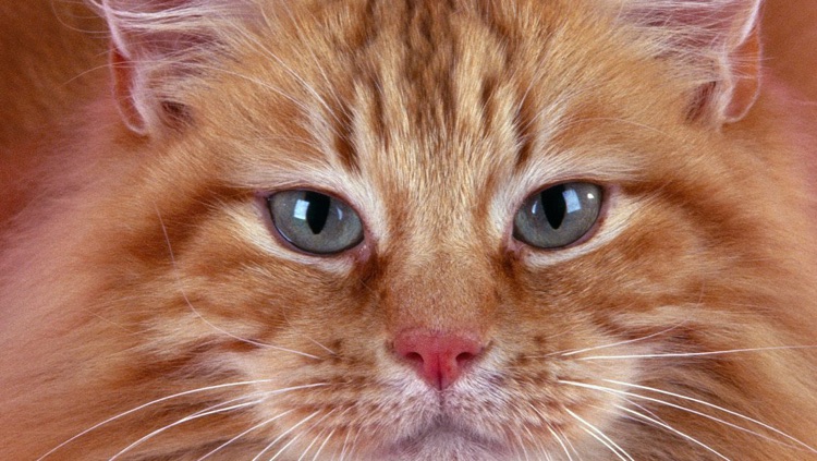 Beautiful Cat Wallpapers