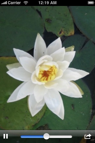 Buddhist Noble Eightfold Path Meditation with Prosperity Visualizer