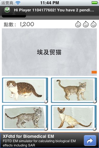 Cat Quiz screenshot 3