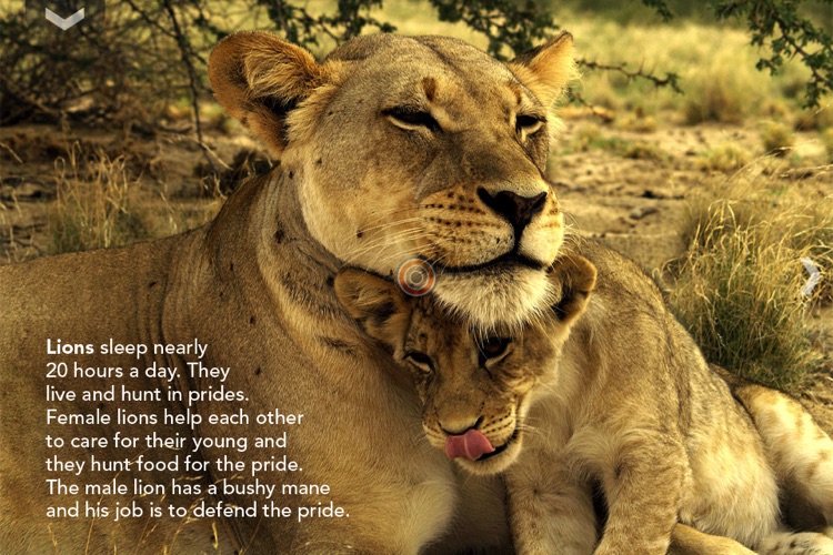 The Lion and other Wild Animals