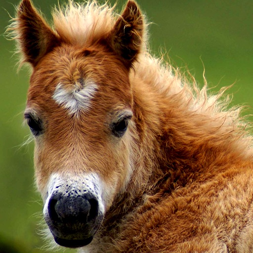 A Talking Pony Friend