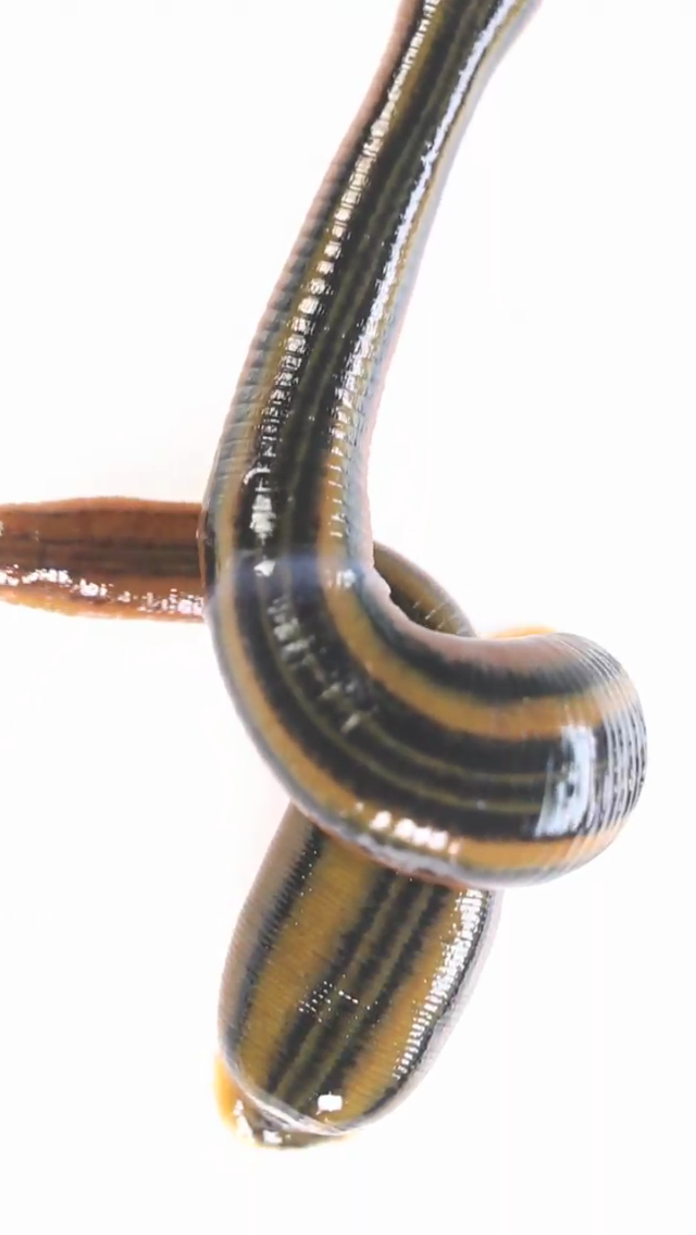 How to cancel & delete Real Creepy Crawlies Lite from iphone & ipad 4