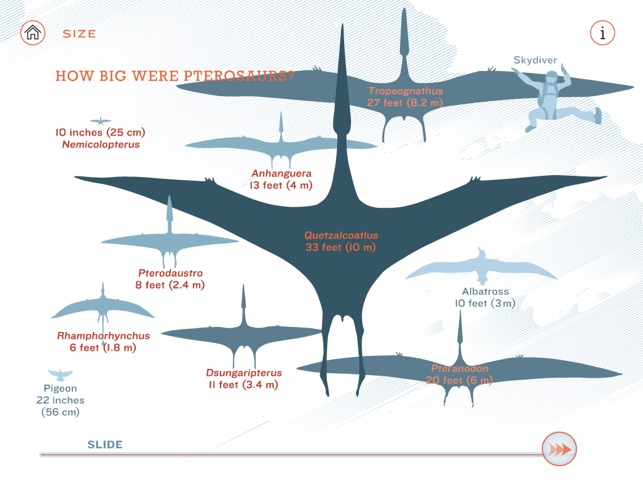 Pterosaurs: Flight in the Age of Dinosaurs(圖3)-速報App