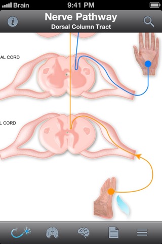 Pocket Brain－インタラクティブ神経解剖学のおすすめ画像5