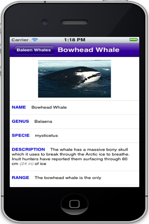 Cetaceans