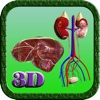 3D Human Kidney & Liver