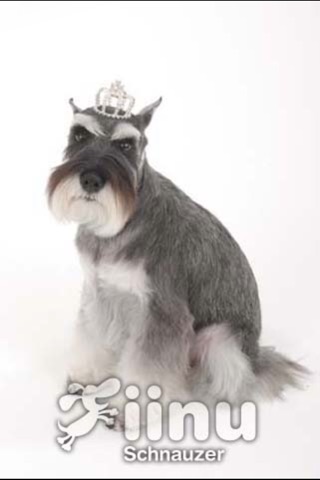 Look!Schnauzer screenshot 3