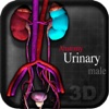 Anatomy Urinary Male