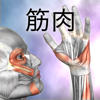 筋の解剖学-Real Bodywork