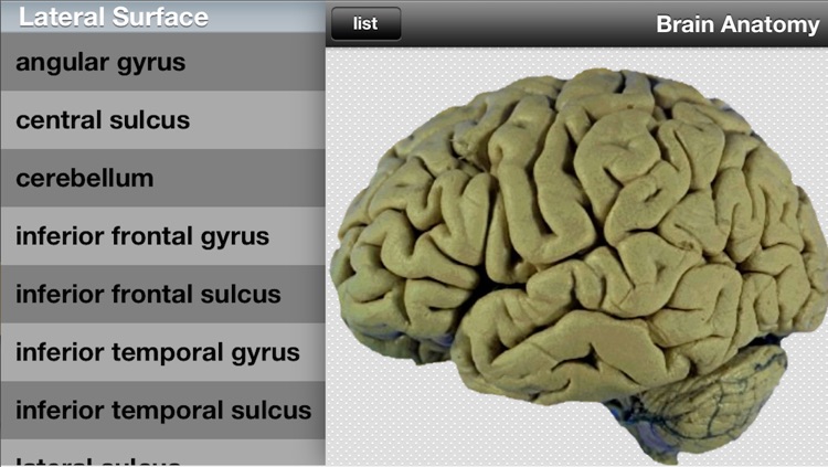 Brain Anatomy