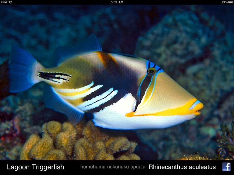 Reef Fish Hawaii HD