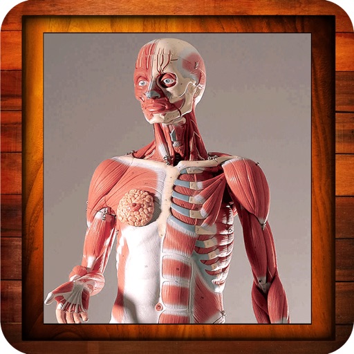 Anatomy Human Body icon