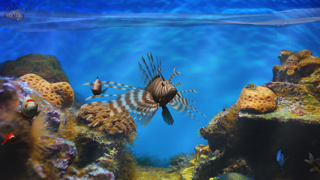 Fish Fingers 3D Interactive Aquarium screenshot 1
