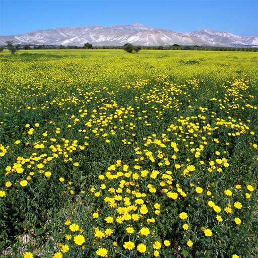 Beautiful Israel icon