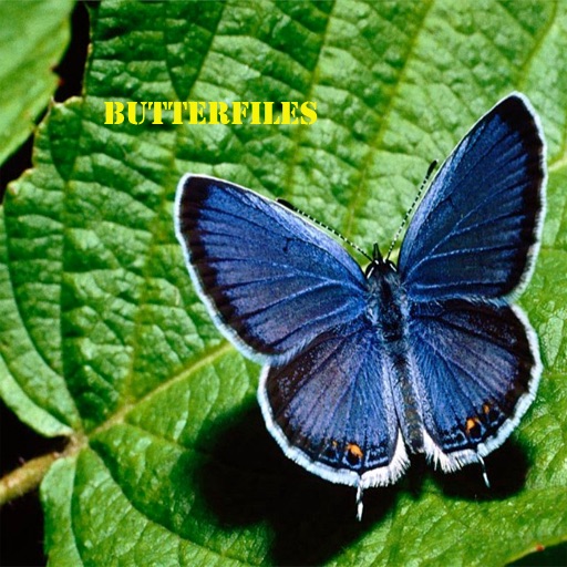 Butterflies for iPad icon