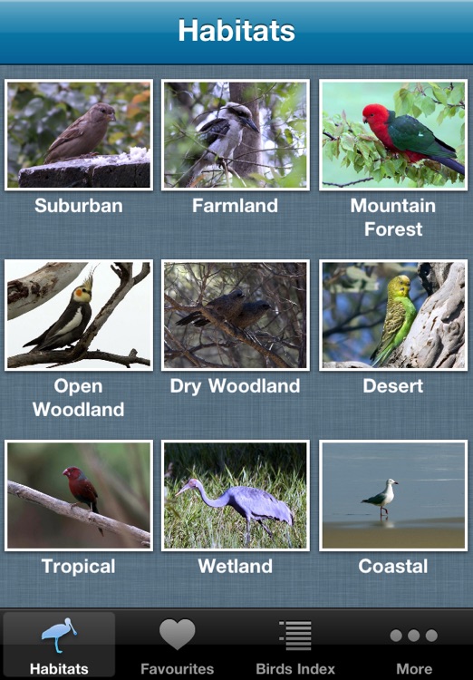 Australian Birds