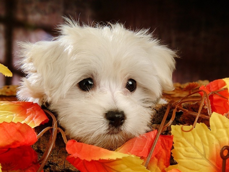 Cute Puppy Wallpaper