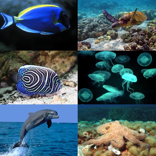 Ocean Animals!