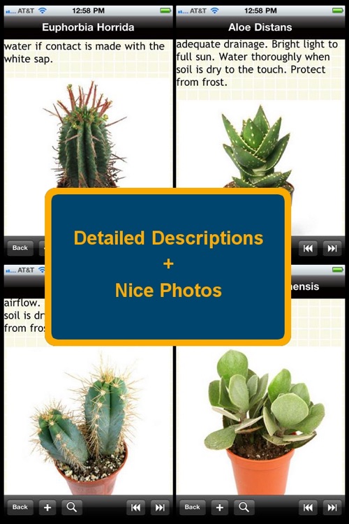 Cactus Plant Encyclopedia