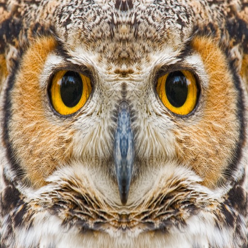 Owls!