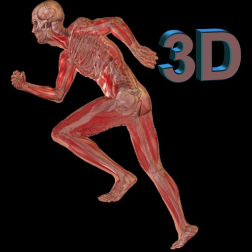 Human Body 3D