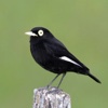 Birdwatcher's Quiz