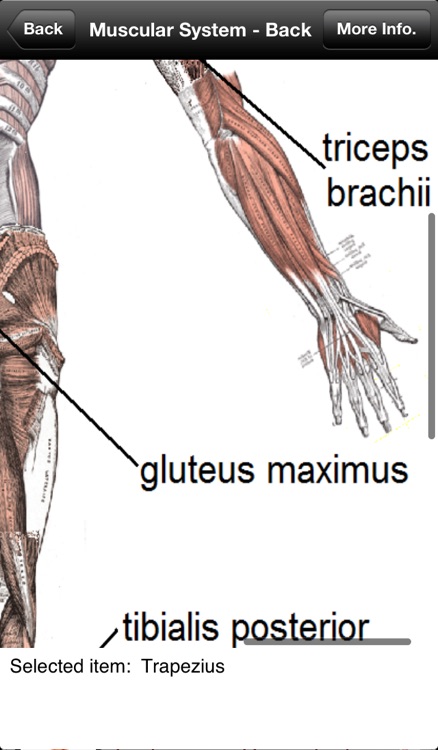 Human Anatomy! screenshot-3