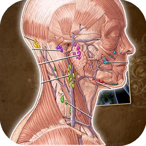 Lymphatic System Anatomy icon