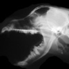 Dog's Normal X-Ray E