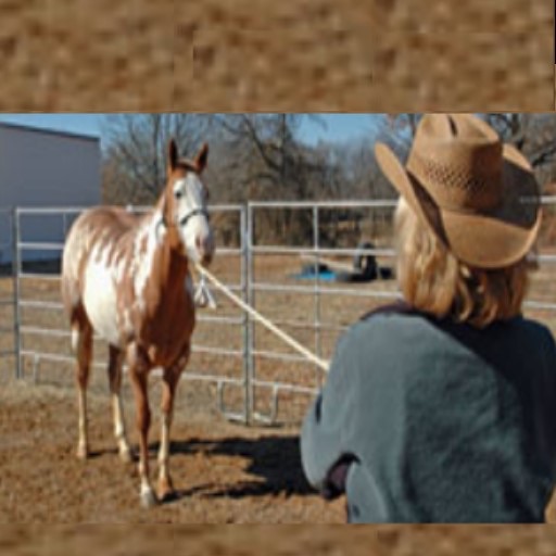 Horse Training - Beginners Guide To Becoming A Horse Trainer