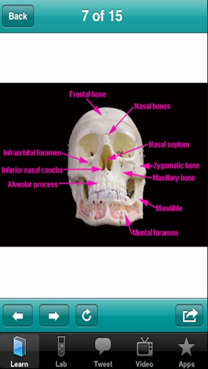 The Musculoskeletal System screenshot-3