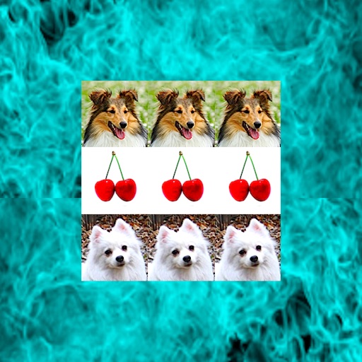 DogSpin icon