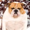 A Talking Fat Dog for iPhone!